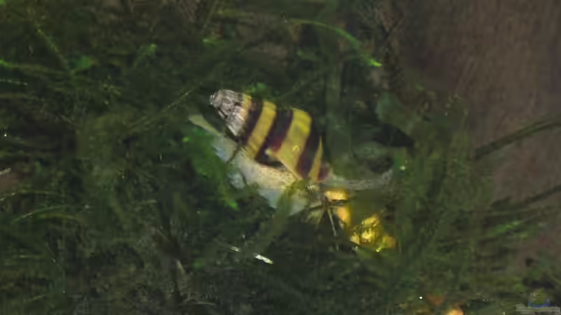 Clea helena im Aquarium halten (Einrichtungsbeispiele mit Raubturmdeckelschnecke)