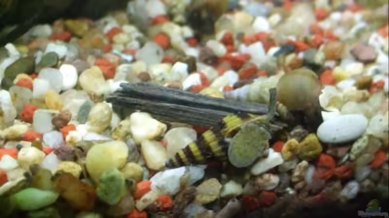 Anentome helena auf der Jagd von Stefan Hartl (3)