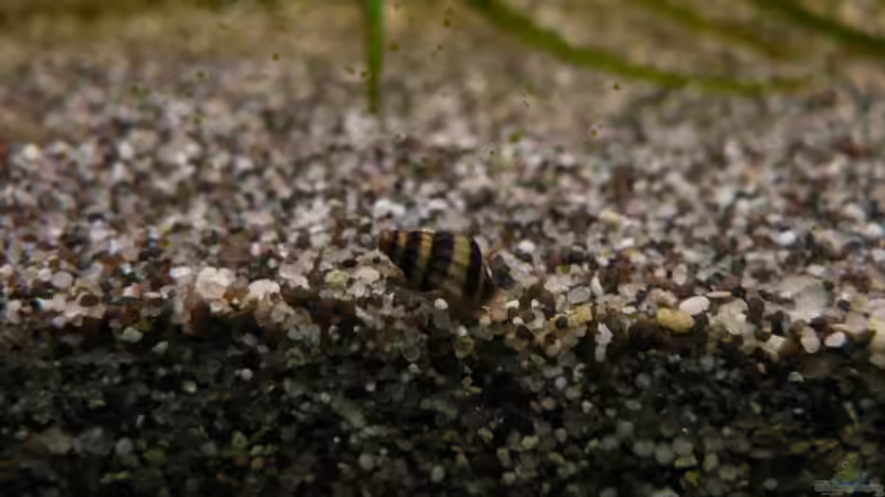 Anentome helena (Nachwuchs) von Zapfenmanderl (40)