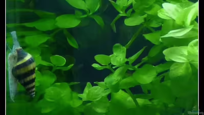 Anentome helena von *Dominique* (20)