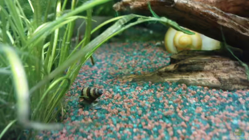 Anentome helena von manala (24)