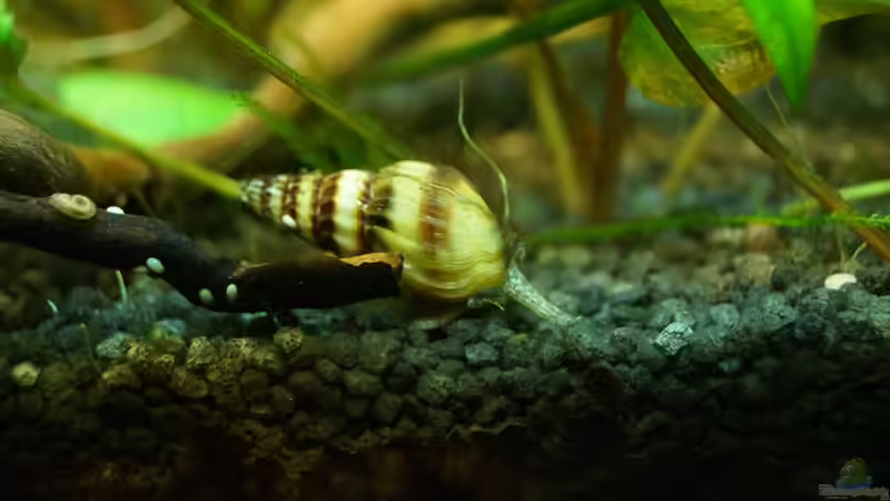 Clea helena im Aquarium halten (Einrichtungsbeispiele mit Raubturmdeckelschnecke)