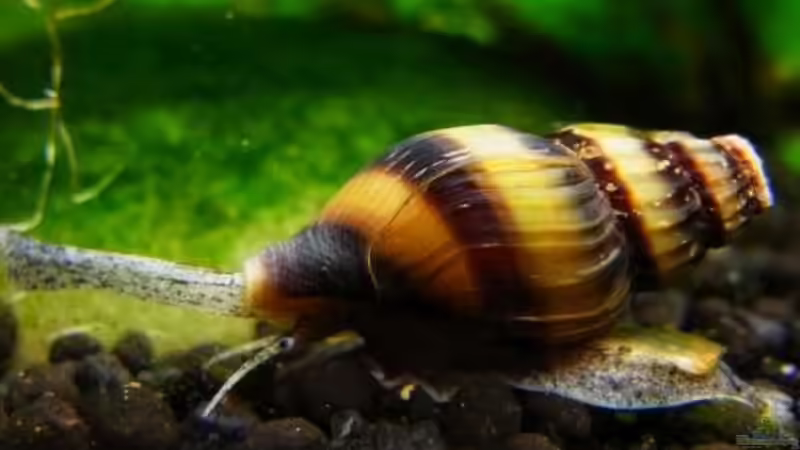 Clea helena im Aquarium halten (Einrichtungsbeispiele mit Raubturmdeckelschnecke)