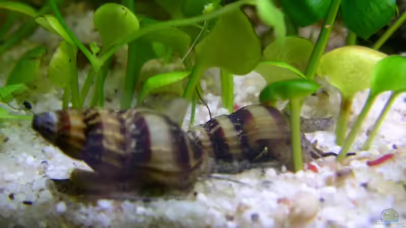 Clea helena im Aquarium halten (Einrichtungsbeispiele mit Raubturmdeckelschnecke)