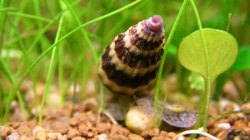 Anentome von Fredo Fuss (17)