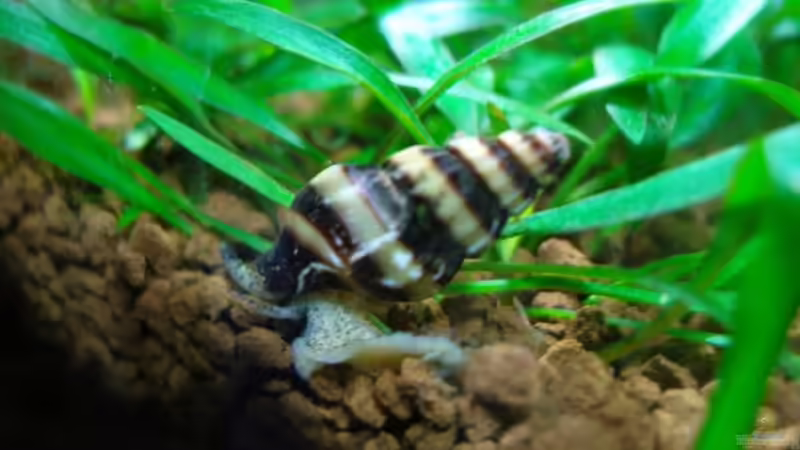 Anetoma Helena  von der Seite von Aquarienfreund44 (16)