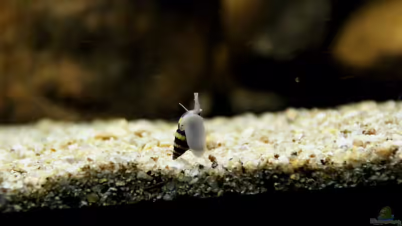 Anetoma Helena von Thomas S-H (39)