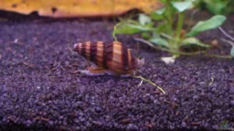 Anetome Helena von Christian Heitmann (16)