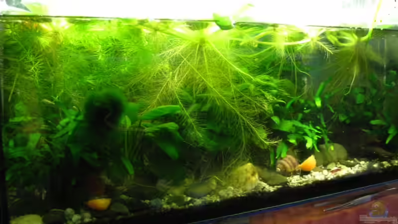 Anfang 2009 von Jenny (5)