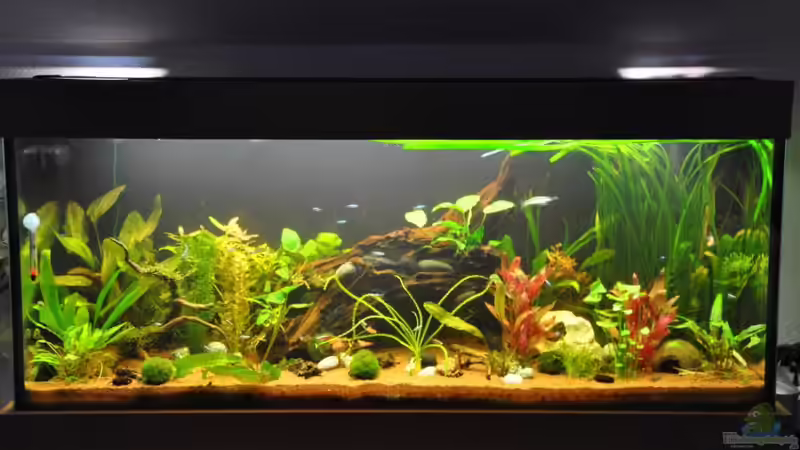 Anfang Dezember 2010 von Garfield (3)