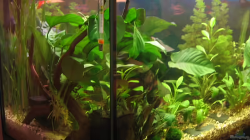 Anfang Feb. 08 von Ulrike Laarouchi (5)