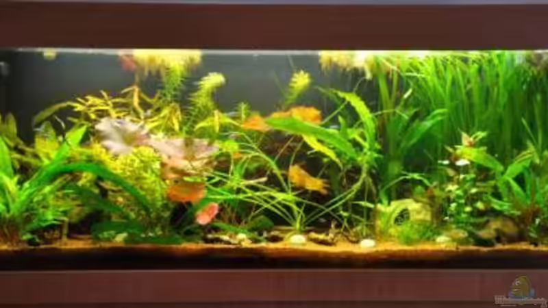 Anfang Februar 2011 von Garfield (5)