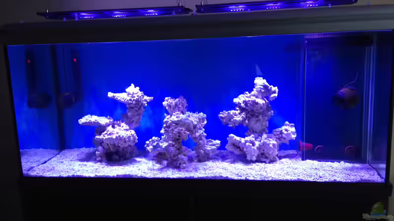 Anfang Januar, nur Riffatollsäulen, bei ca. 30% Beleuchtung von Mosi (4)