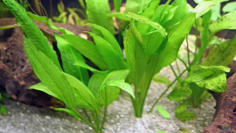 Anfang Januar 07 noch ohne Co² von Daniel Knaeple (2)