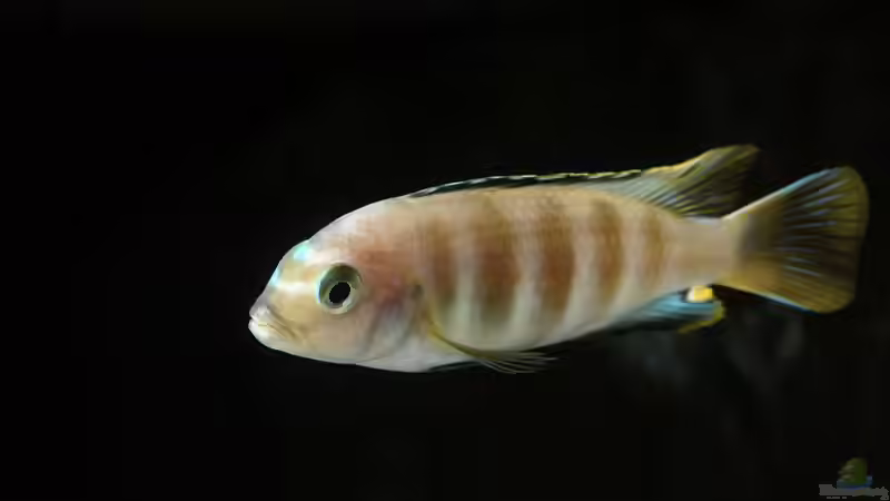 Anfang Januar 2013. von Mark Gor (15)