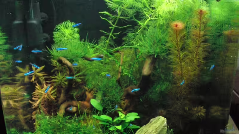 Anfang März 2011 von Bjarke (2)