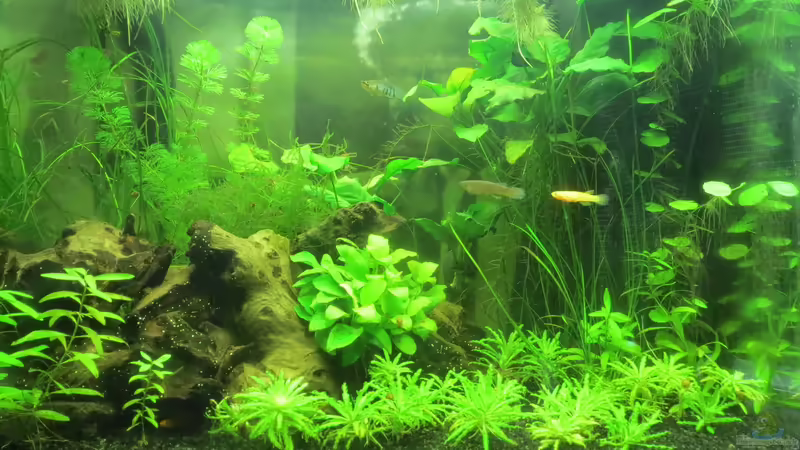 Anfang März 2015 von misch (3)