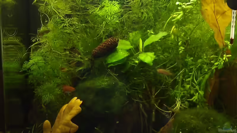 Anfang Mai 2012 - Ich habe mal wieder ein bisschen bei den Pflanzen aufgeräumt, von TinaMarie (11)