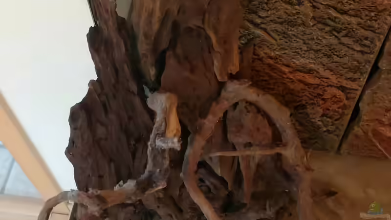 Anfang-Scape ´Baumstamm´ von NiRo (18)