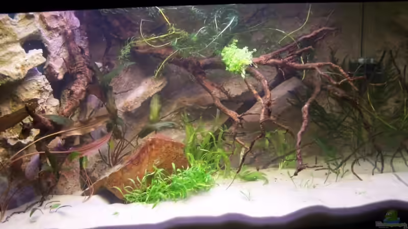 Anfangsbepflanzung März 08 von basetim (5)