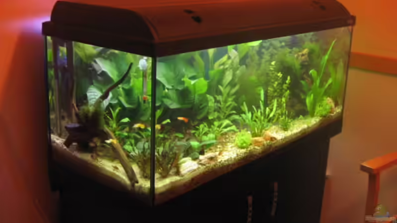 Anfangspfoto im feb.08 von Ulrike Laarouchi (2)