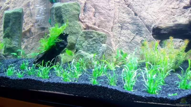 Anfangsstadium von Stefan Reinl (13)