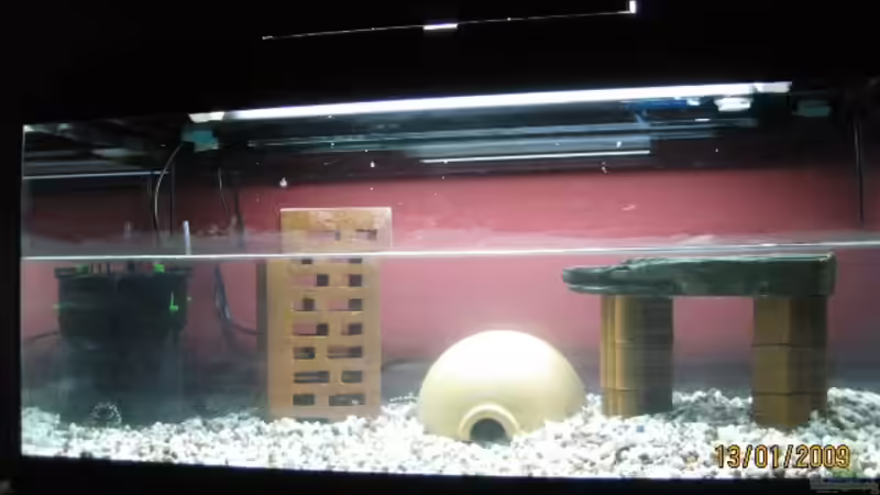 ´Anfangsversion´ / akt. Bild folgt von Amphibienhalterin (1)