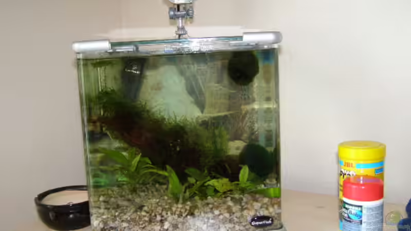 Anfangsversion meines Nanobeckens mit wenig Moos. von SeLo (3)