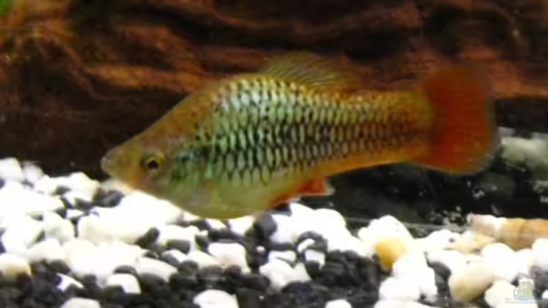 angebl. Papageienplaty von DanBri (29)