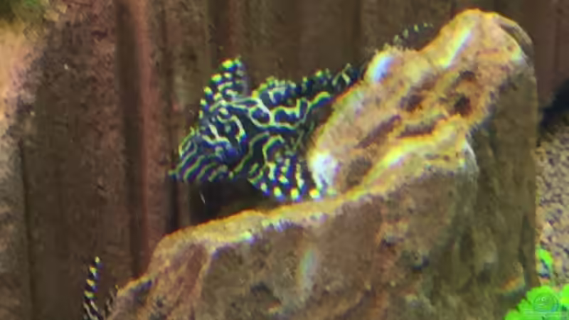 Aquarien mit Hypancistrus sp. "L 66" (Einrichtungsbeispiele für Königstiger-Harnischwels)