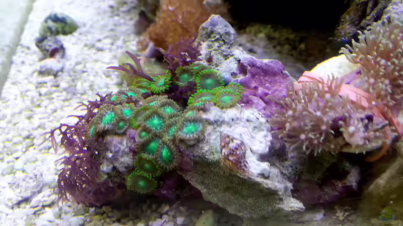 Angefressene aber schon gut regenerierte Krustenanemonen von Nano Jojo (16)