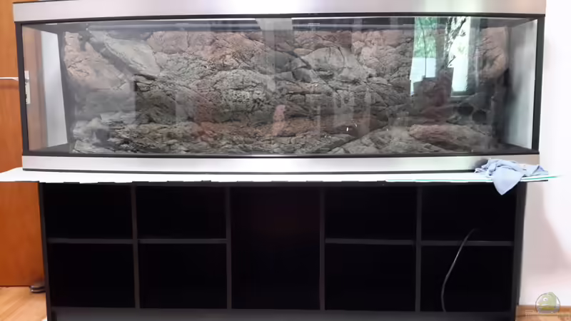 angekommen  von Afrika NEUlinG (1)