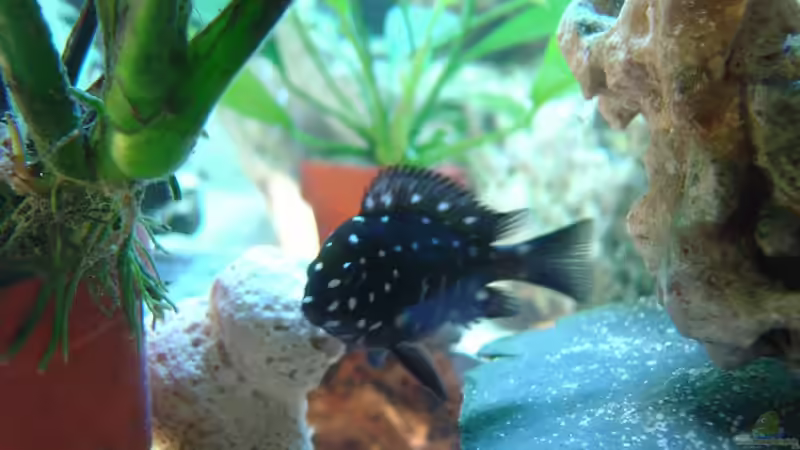 Angela die erstgeborene von Tanga italiana (13)