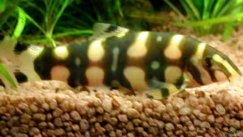 Angelikus-Schmerle von Heike Wodzinski (13)