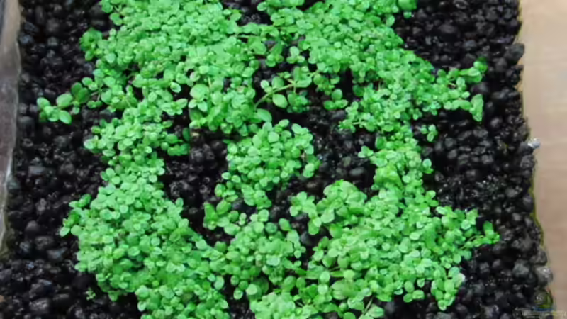 Angewachsenes HCC von Microsash (12)