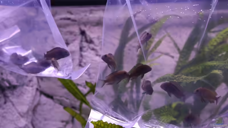 Angleichen des Wassers von NicoD (78)