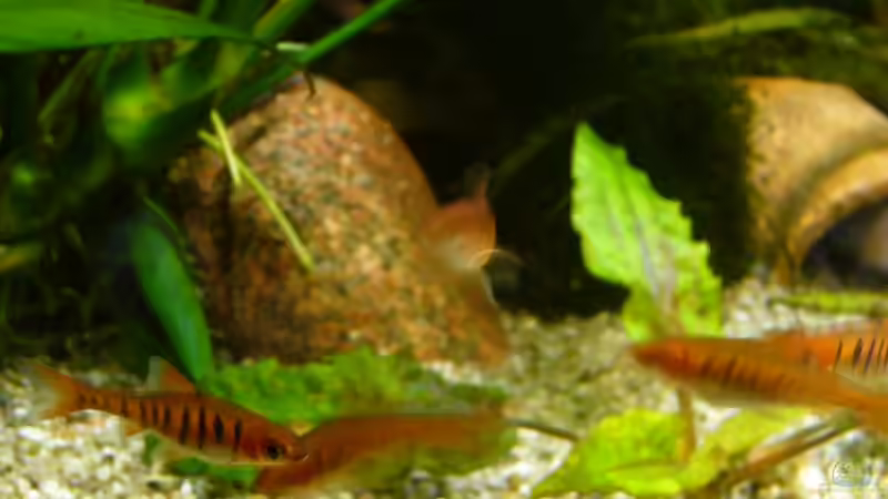 Angolabarbe o. Blaustrichbarbe von Jago (3)