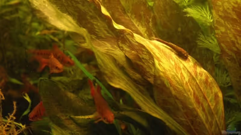 Angolabarbe und Oto von Kamenko (50)