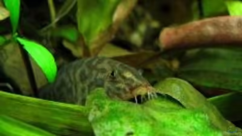 Angst vor der Kamera? von Lixa (14)