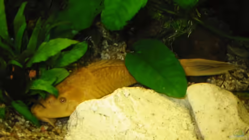 Anicistrus von Mike Kurz (10)