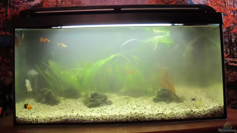 Animpfen von Locke1992 (3)