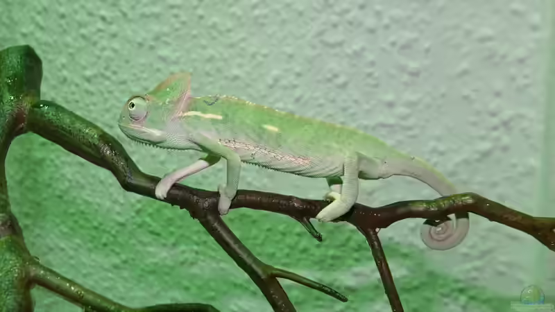 Ankunft mit 7 cm KRL von Cichliden-Kabuff (26)