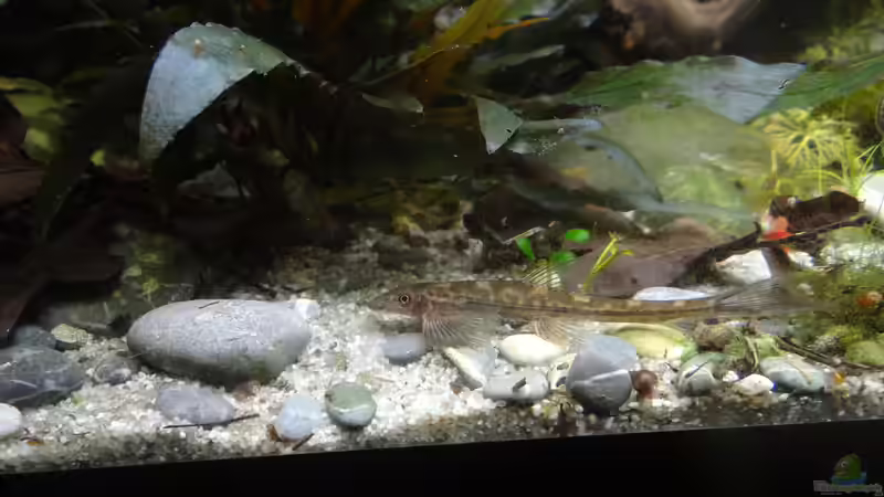 Annamia normani von paris (24)