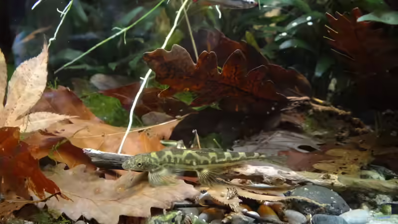 Annamia von paris (26)