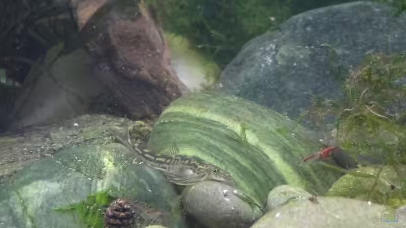 Annamia von paris (29)