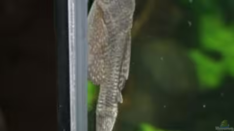 Anntennenwels von Stefanie Engelhardt (19)