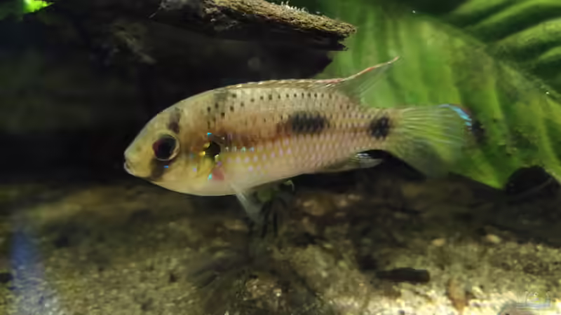 Anomalochromis thomasi  von Stephi (31)