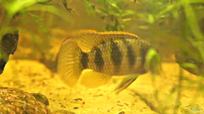 Aquarien mit Afrikanischen Schmetterlingsbuntbarschen (Anomalochromis thomasi) im Aquarium