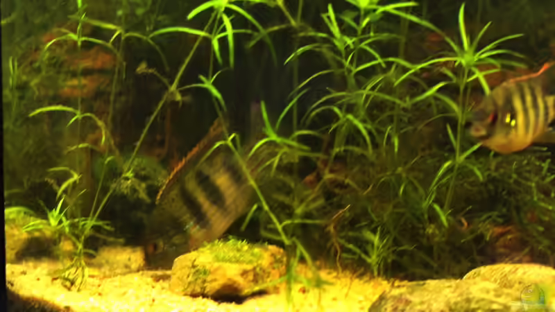 Anomalochromis Thomasi bei der Balz 2  von LaFrieda (23)