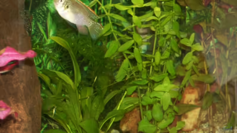 Aquarien mit Afrikanischen Schmetterlingsbuntbarschen (Anomalochromis thomasi) im Aquarium